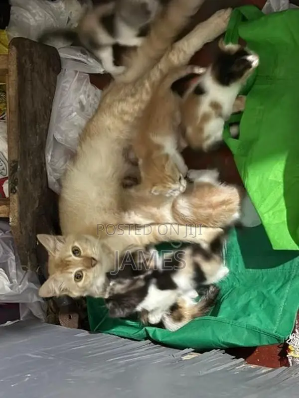 Persian Mix