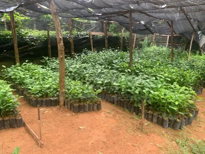 තේ පැළ