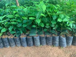 තේ පැළ