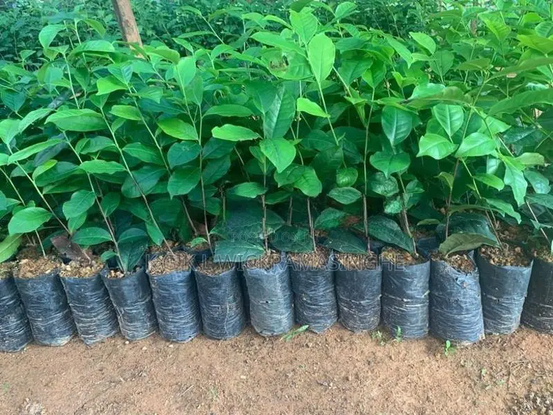 තේ පැළ