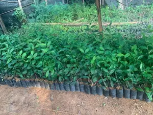 තේ පැළ