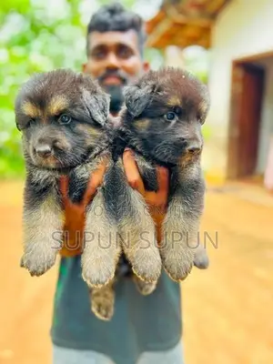 German Shepherd Dog