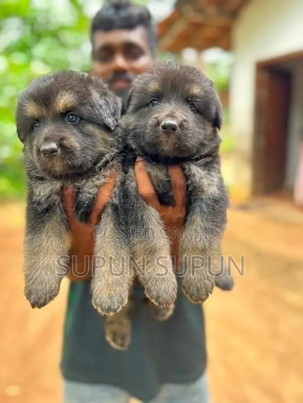 German Shepherd Dog