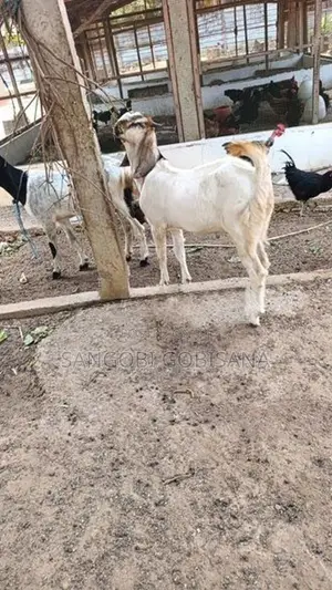 ஆடுகள்