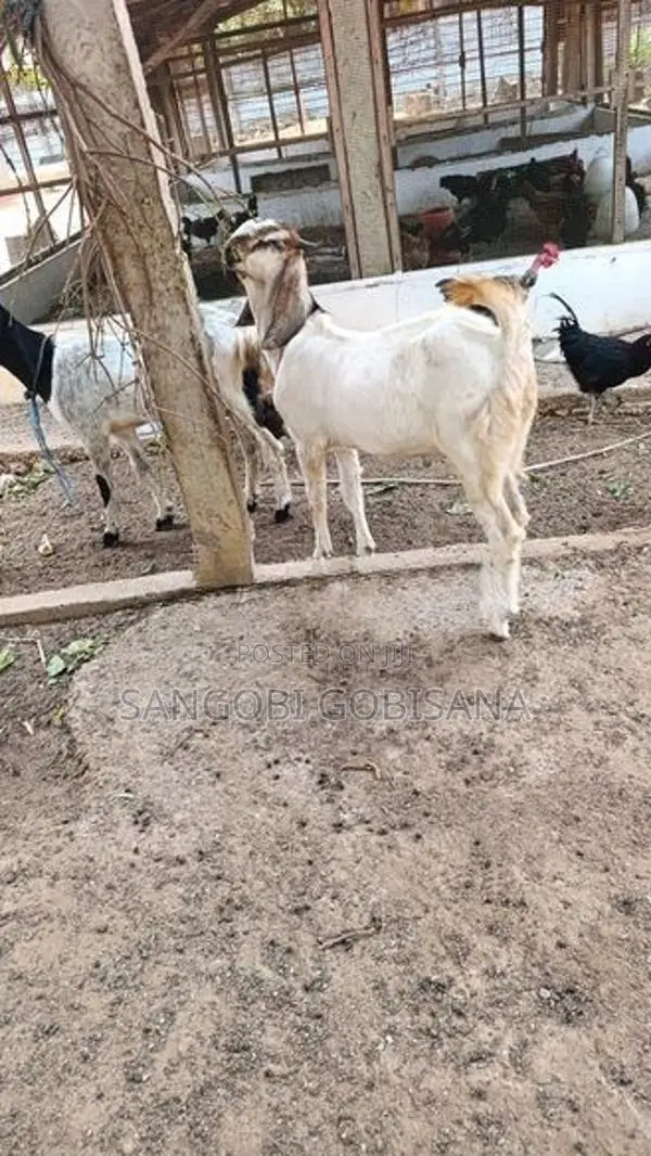 ஆடுகள்
