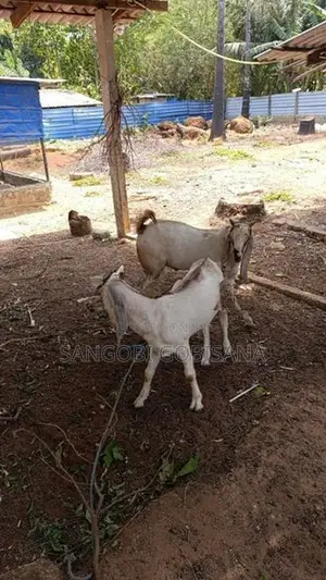 ஆடுகள்