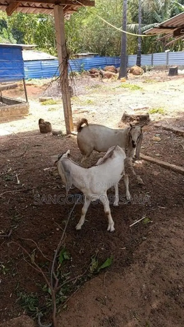 ஆடுகள்
