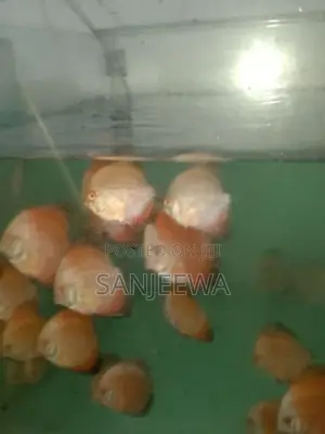 Discuss Fish
