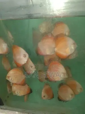 Discuss Fish