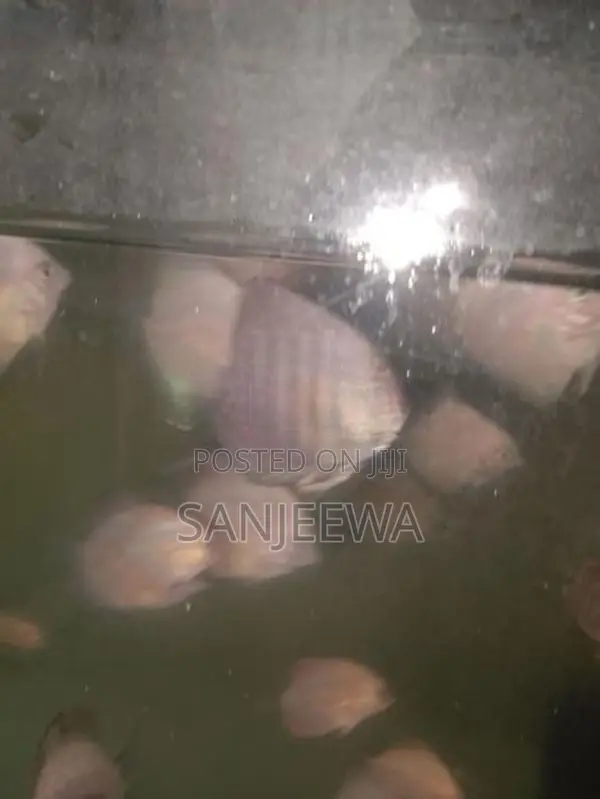 Discuss Fish