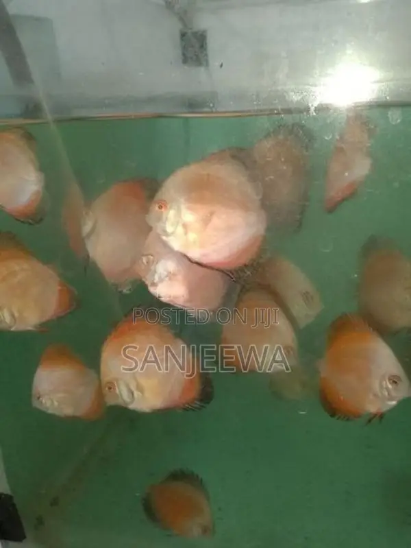 Discuss Fish