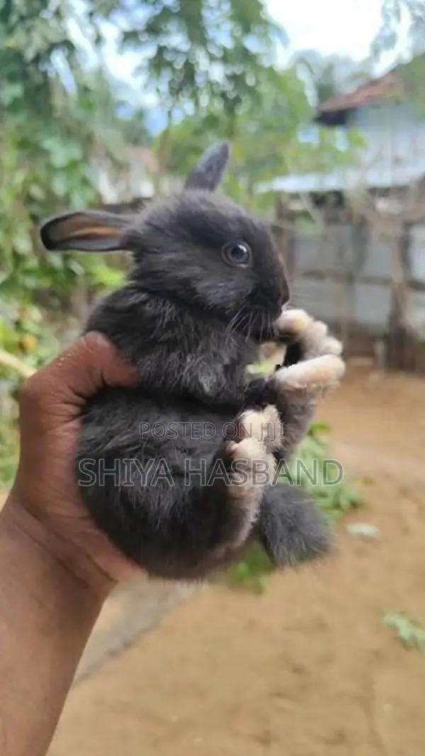 Rabbits