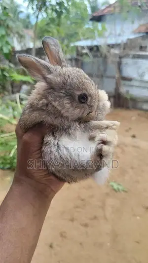 Rabbits