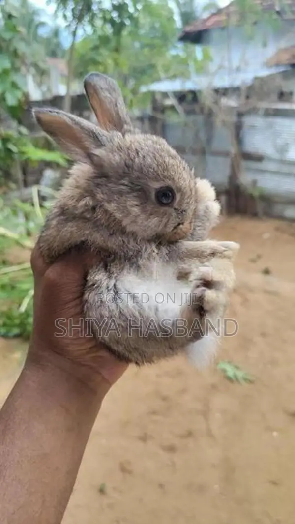 Rabbits