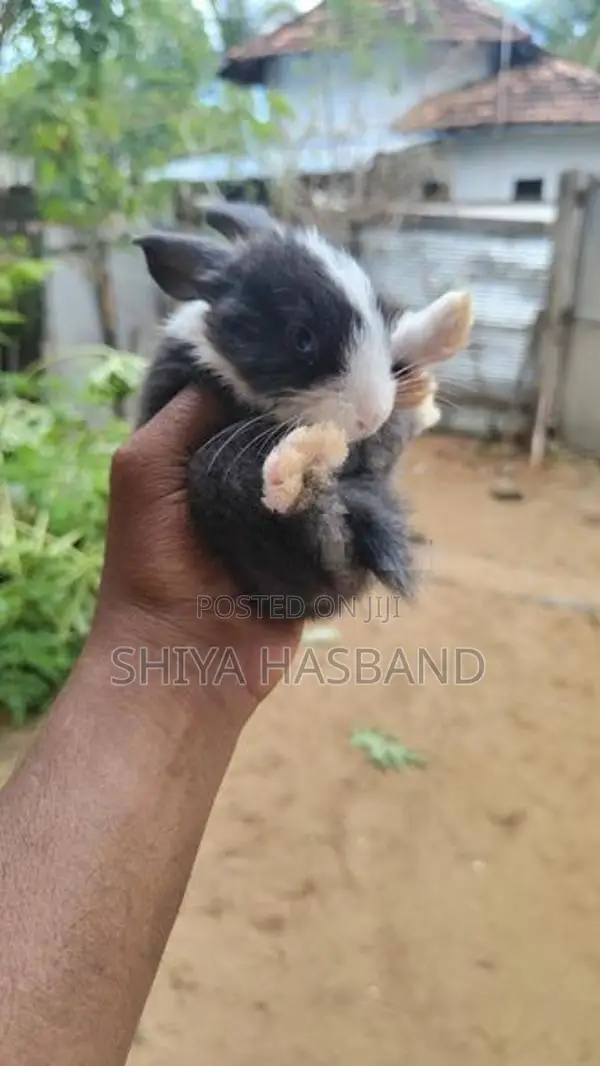 Rabbits