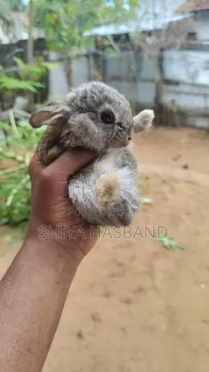 Rabbits