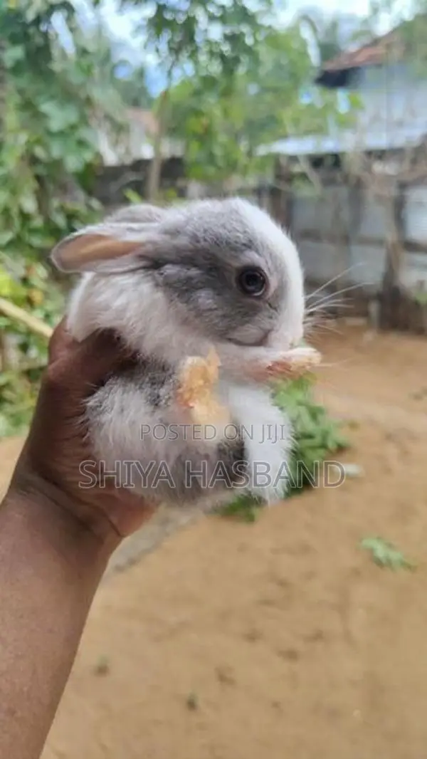 Rabbits
