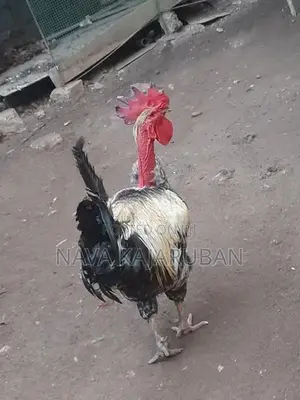 நாட்டுக்கோழி