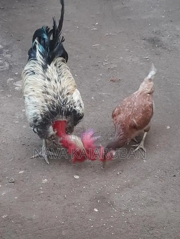 நாட்டுக்கோழி