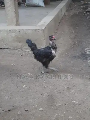 நாட்டுக்கோழி