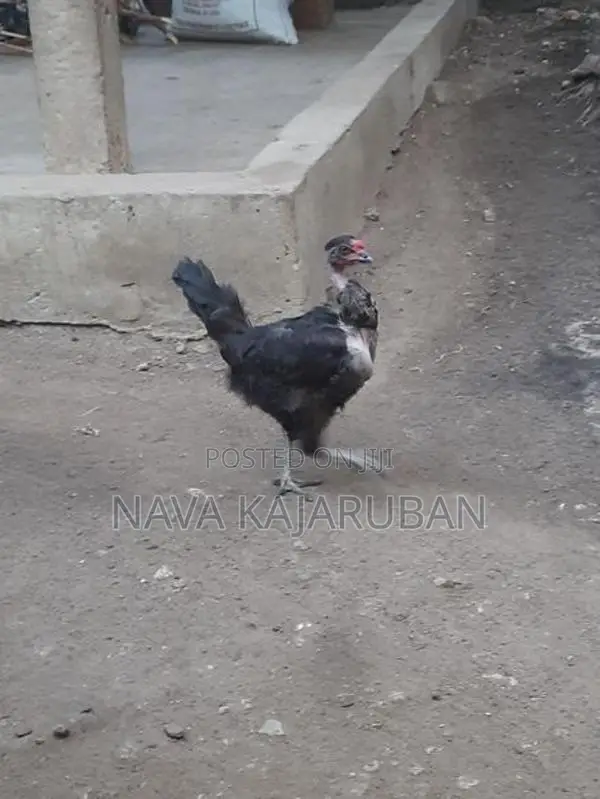 நாட்டுக்கோழி