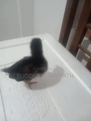 ගම් කුකුළු පැටව්