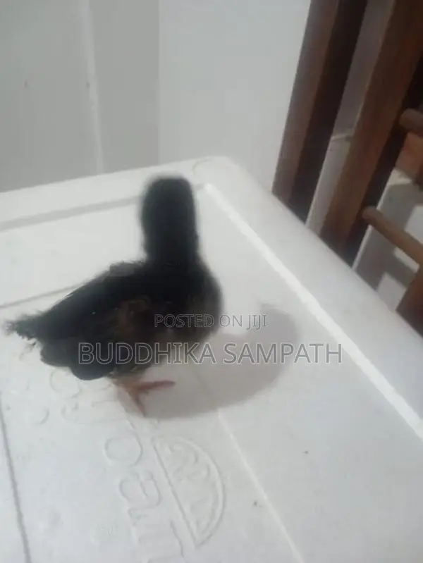 ගම් කුකුළු පැටව්