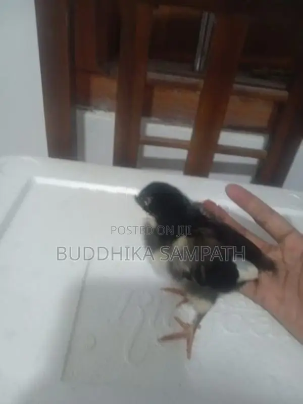 ගම් කුකුළු පැටව්