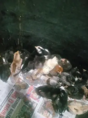 ගම් කුකුළු පැටව්