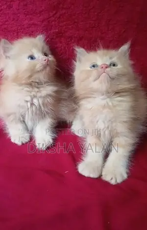 Ginger Kittens