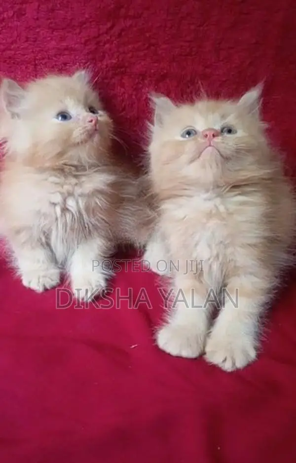 Ginger Kittens