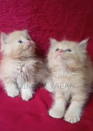 Ginger Kittens