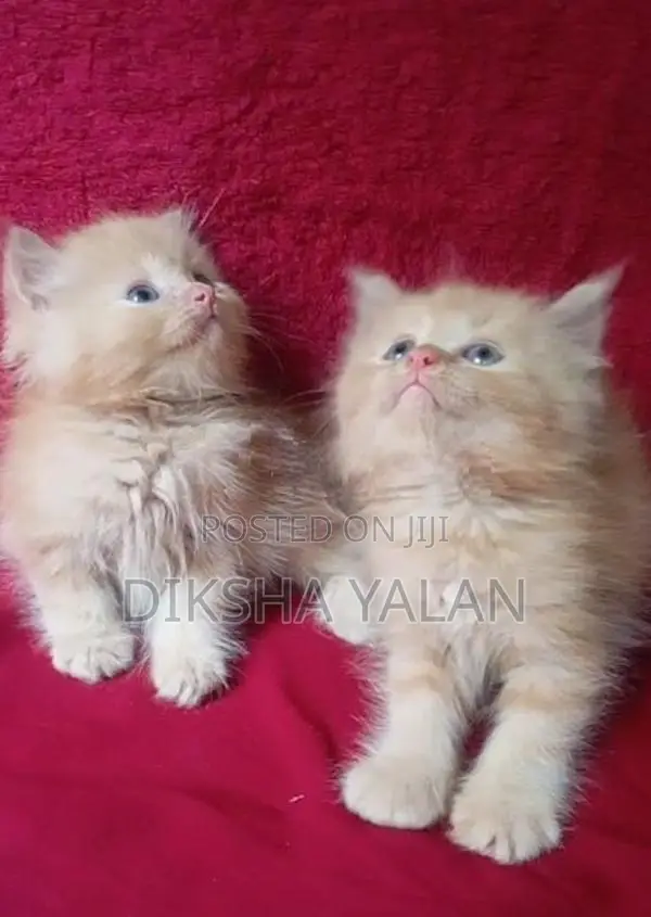 Ginger Kittens