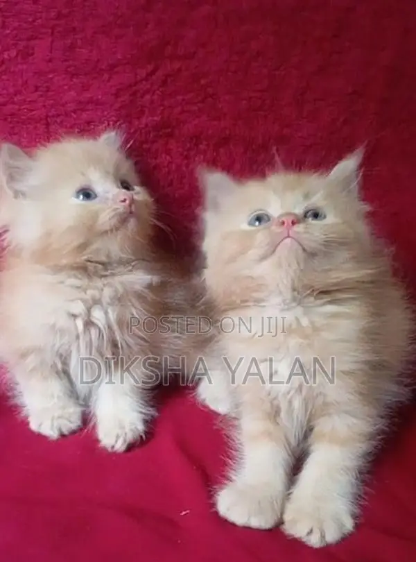 Ginger Kittens