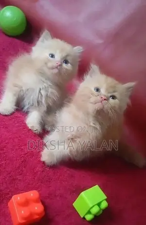 Ginger Kittens
