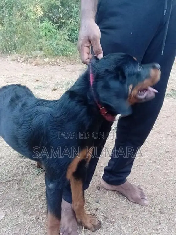 Female Dog 5 Month