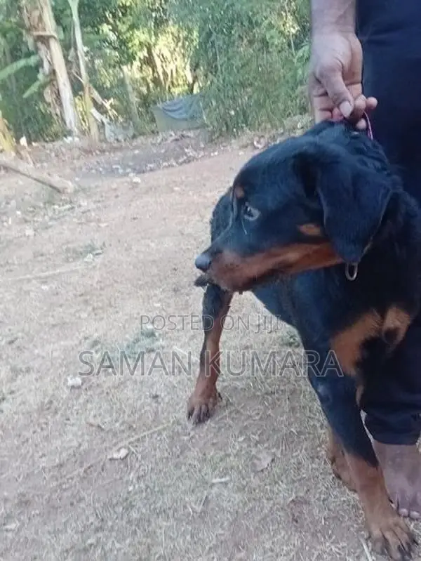 Female Dog 5 Month