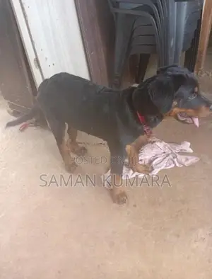 Female Dog 5 Month