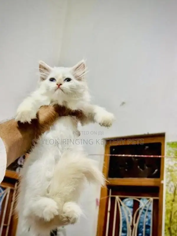 Persian Cat