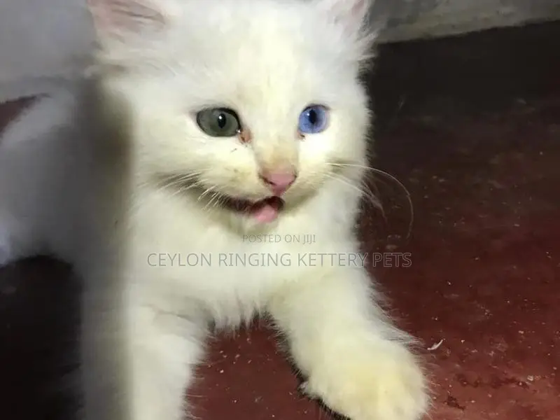 Persian Cat