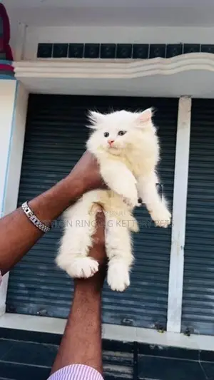 Persian Cat