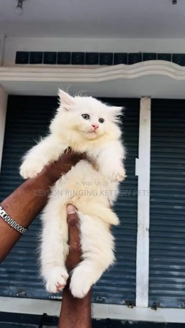 Persian Cat