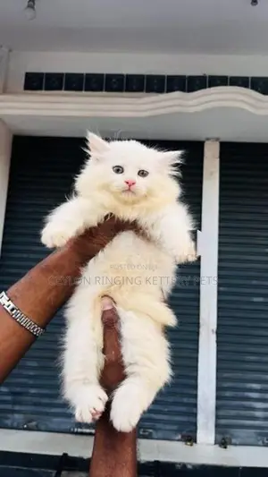 Persian Cat