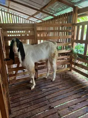 බොයර් පිරිමි සතෙකු