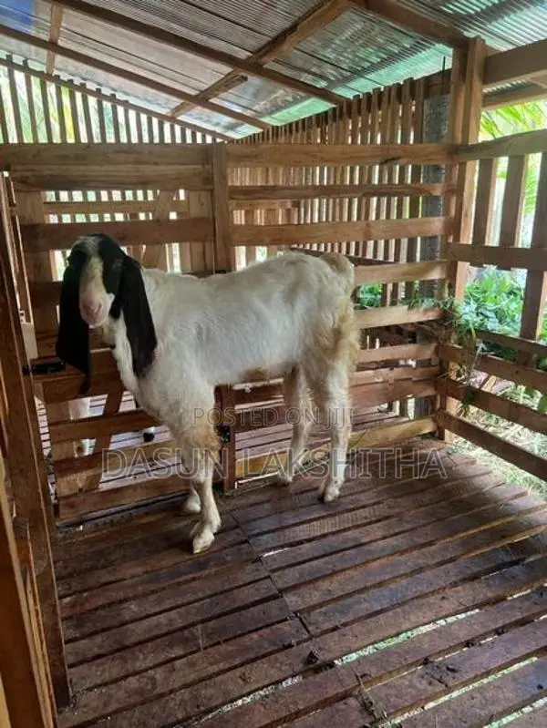 බොයර් පිරිමි සතෙකු