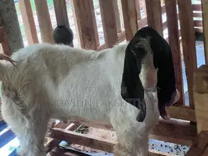 බොයර් පිරිමි සතෙකු