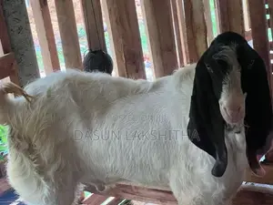බොයර් පිරිමි සතෙකු