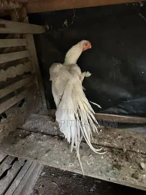 Parrot Beak Long Tail Rooster