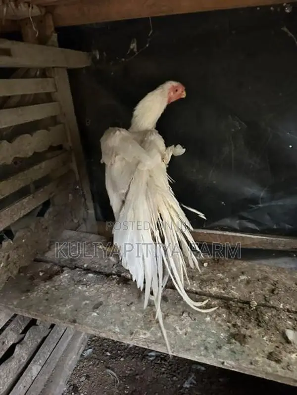 Parrot Beak Long Tail Rooster