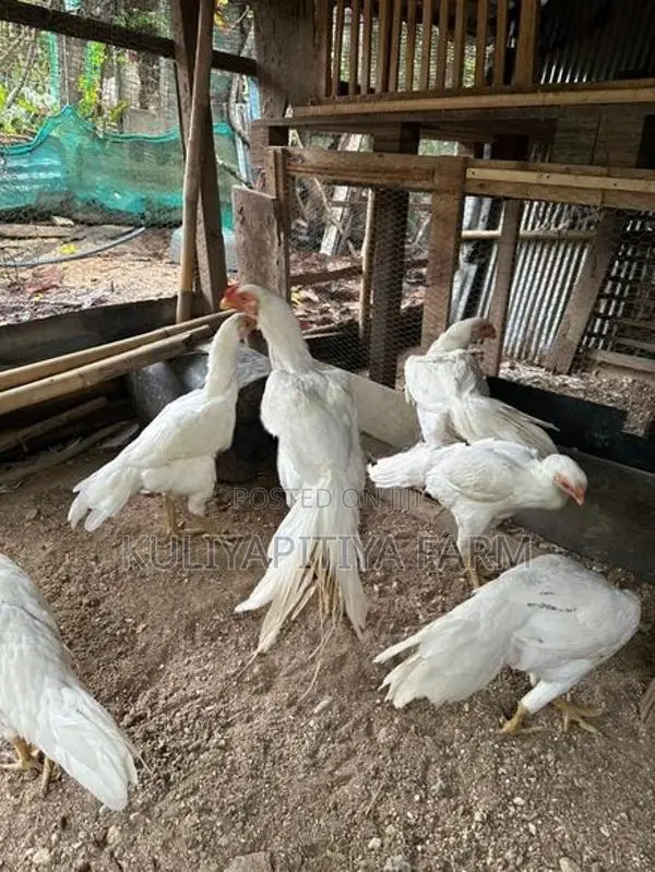 Parrot Beak Long Tail Rooster